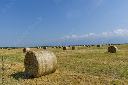 Round bales of straw on cut grain field. Round straw bales in harvested fields and blue sky with clouds. Round bales of hay left in the field after harvesting.