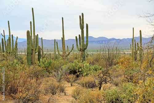 A variety of vegetation in the Sonoran Desert in Saguaro National Park, Tucson, Arizona, USA with mountains in the background and a white sky copy space. 
