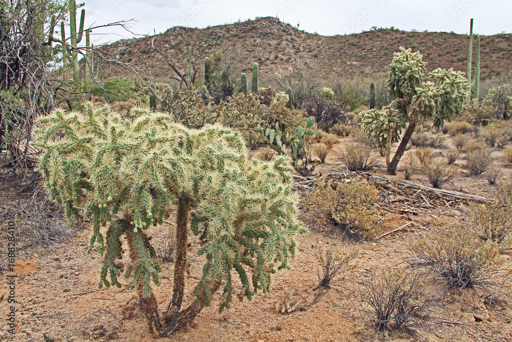 Φωτογραφία Large teddybear cholla or cane cactus with green fruit in Saguaro National Park, Tucson, Arizona, USA including a large assortment of other desert plants with copy space