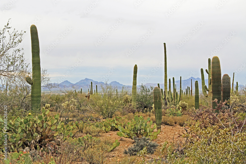 A variety of vegetation in the Sonoran Desert in Saguaro National Park, Tucson, Arizona, USA with mountains in the background and a white sky copy space.  