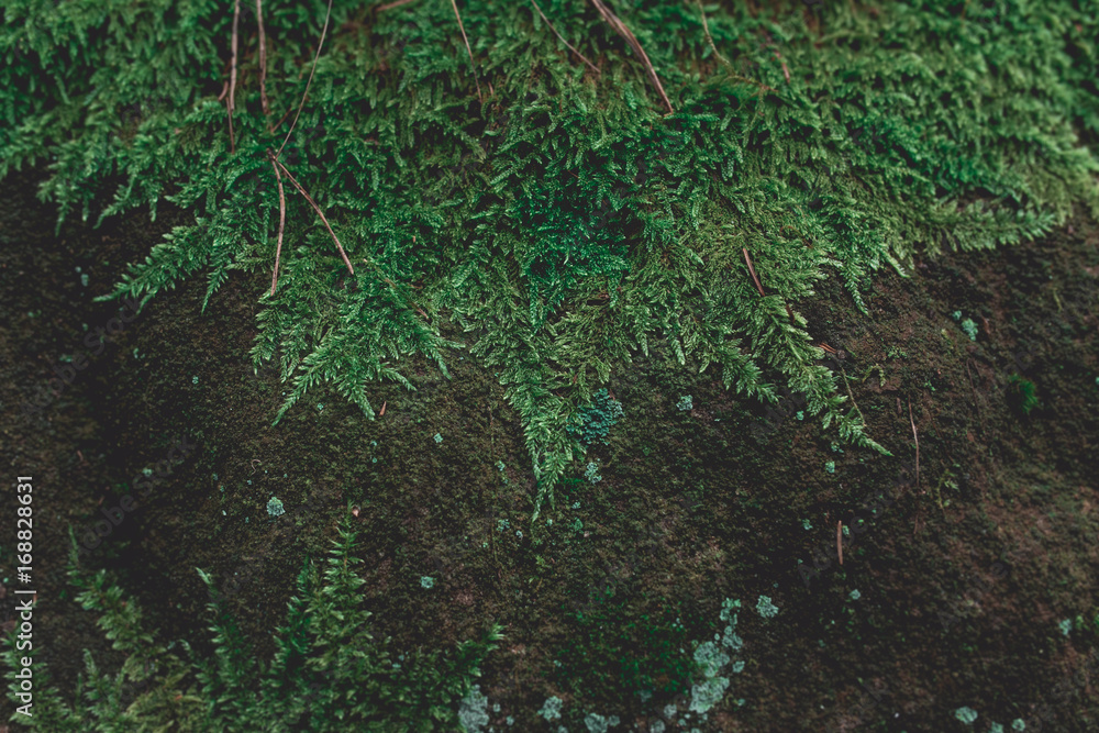 Green moss covered sandstone rock, nature background texture Green moss covered sandstone rock, nature background texture