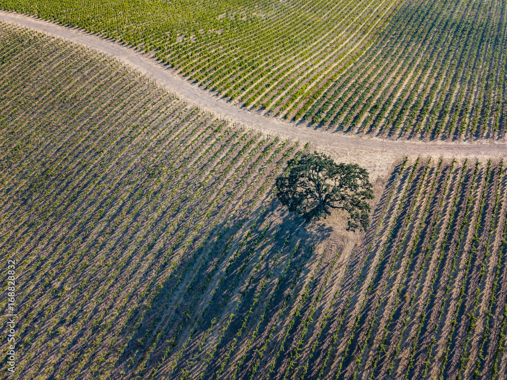 Paso Robles