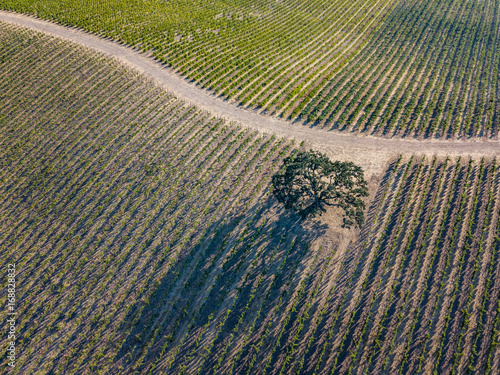 Obraz na płótnie Paso Robles w salonie