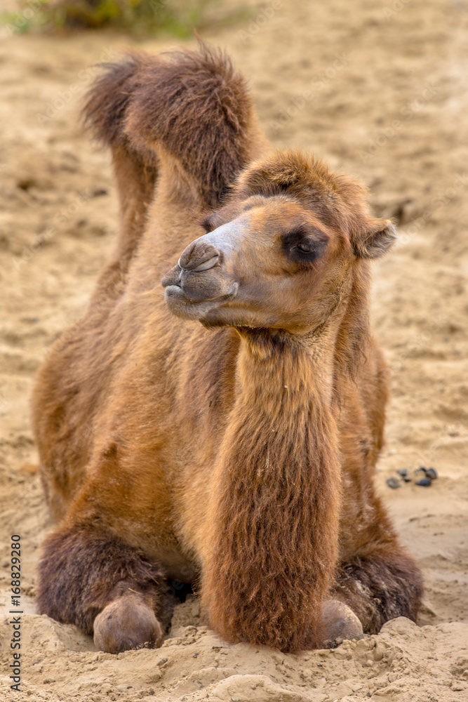 Resting camel in desert sand