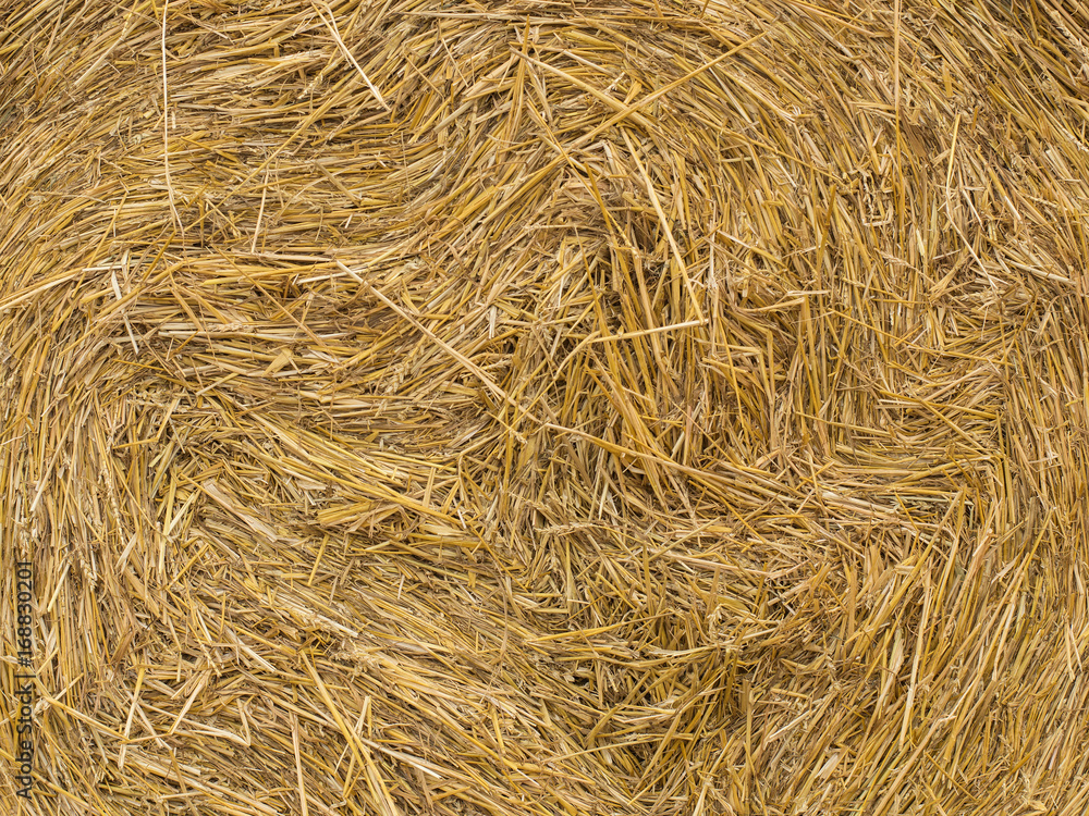 Straw on the field, harvesting. Straw on the field, harvesting.