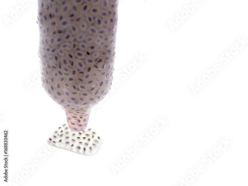 Condom with gelly look like sperm