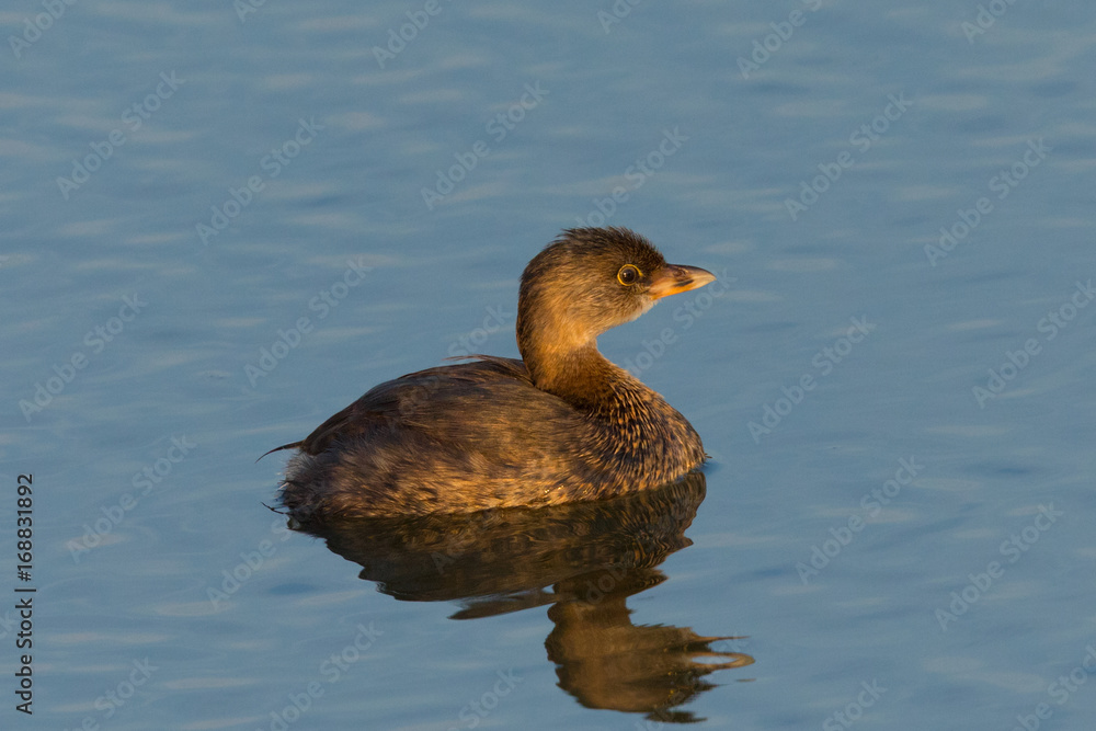 Pied-billed Grebe, seen in a North California marsh. Pied-billed Grebe, seen in a North California marsh.