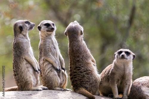 Fotografie, Obraz Outdoor meerkats