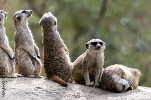 Obraz na plátně Outdoor meerkats