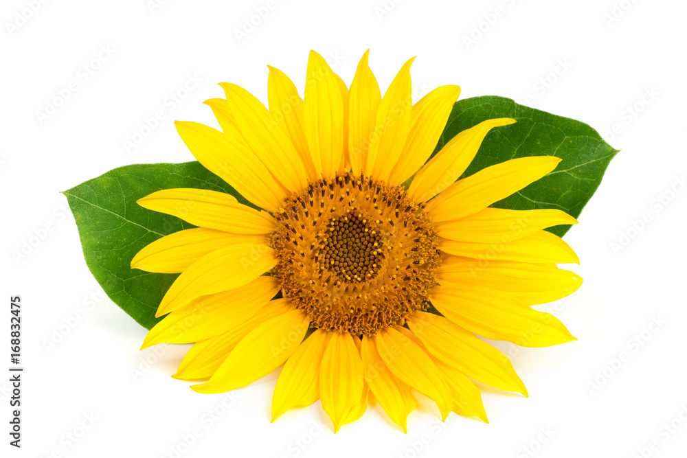Fototapeta premium sunflower with leaves isolated on white background close-up