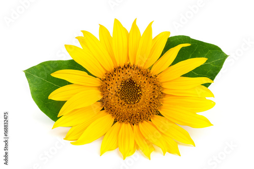 sunflower with leaves isolated on white background close-up