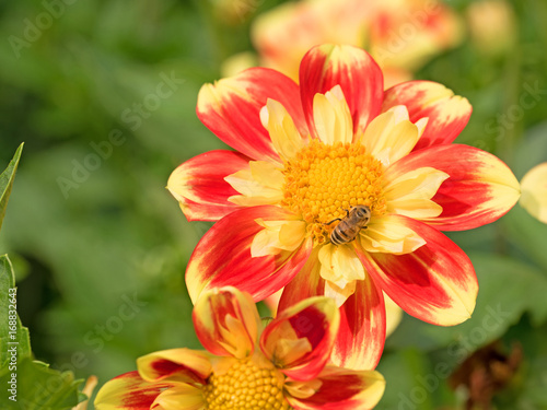 Fototapeta Naklejka Na Ścianę i Meble -  Dahlien, Dahlias