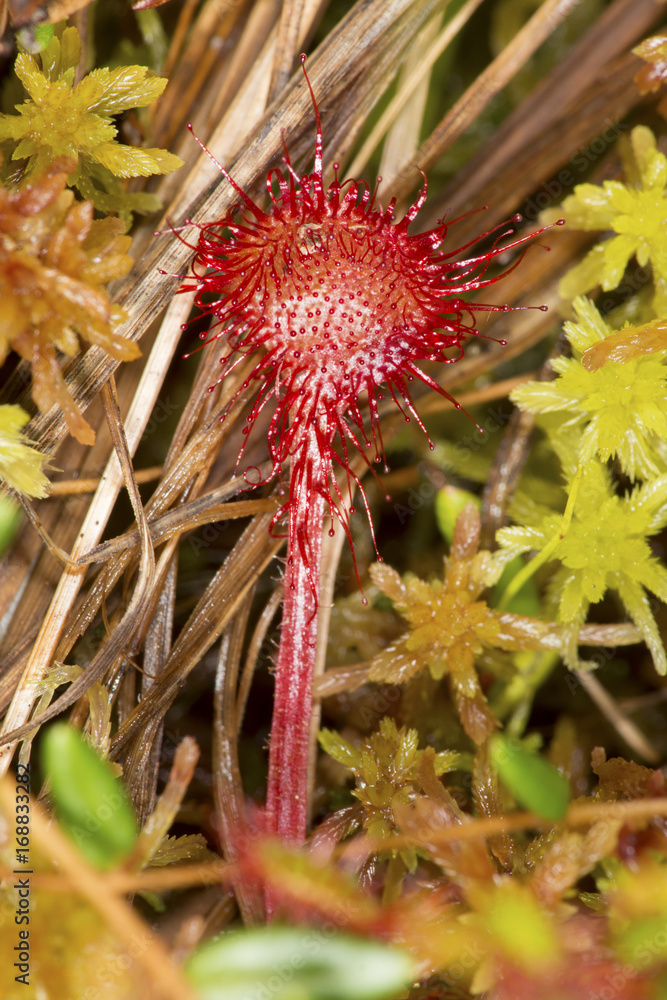 Closeup of a sundew leaf with glandular hairs, New Hampshire. Closeup of a sundew leaf with glandular hairs, New Hampshire.