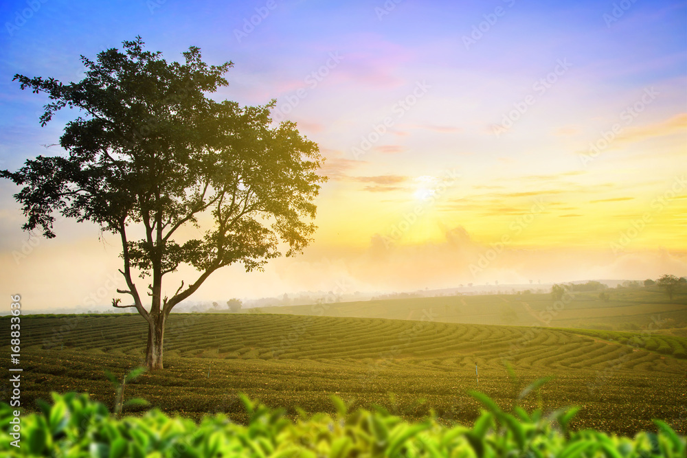 Fototapeta premium Green tea farm with blue sky background