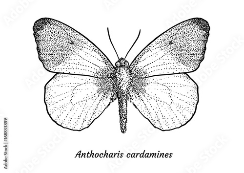 Orange tip butterfly illustration, drawing, engraving, ink, line art, vector