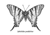 Scarce swallowtail butterfly illustration, drawing, engraving, ink, line art, vector