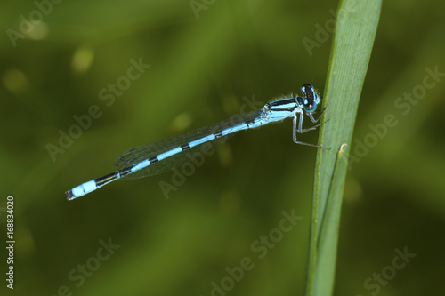 Bluet damselfly perched on a leaf in New Hampshire.