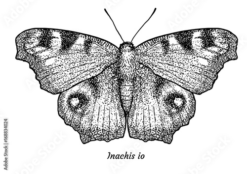 European, peacock butterfly illustration, drawing, engraving, ink, line art, vector