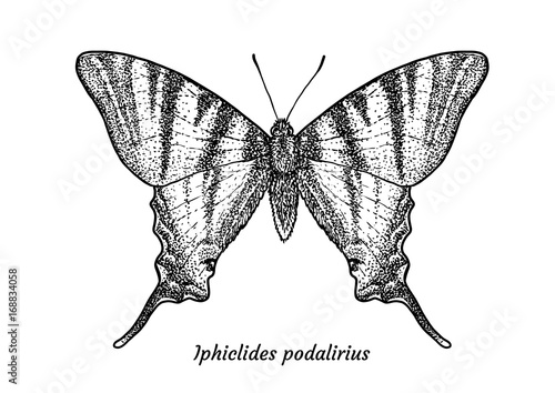 Scarce swallowtail butterfly illustration, drawing, engraving, ink, line art, vector