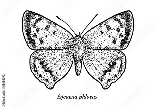 Small copper butterfly illustration, drawing, engraving, ink, line art, vector