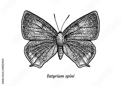Blue Spot Hairstreak butterfly illustration, drawing, engraving, ink, line art, vector