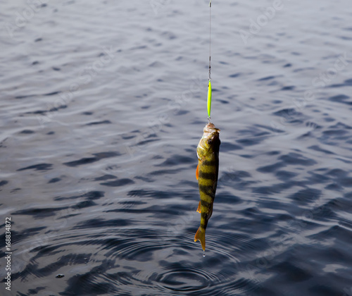 Caught on a spoon-bait pike close up.