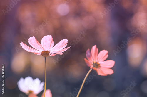 Delicate pink cosmos flowers on bokeh background. Soft selective focus. Toning of colors.