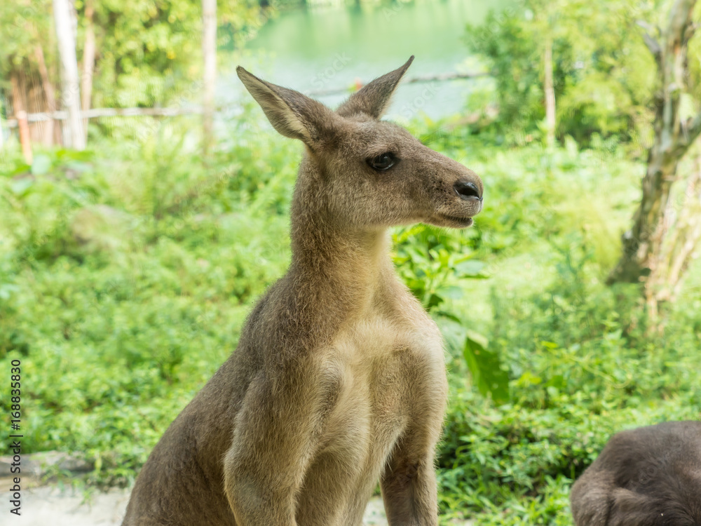 Fototapeta premium Beautiful and cute kangaroo in the park