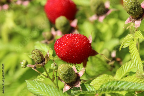 roseleaf bramble or Mauritius raspberry or thimbleberry or bramble of the Cape