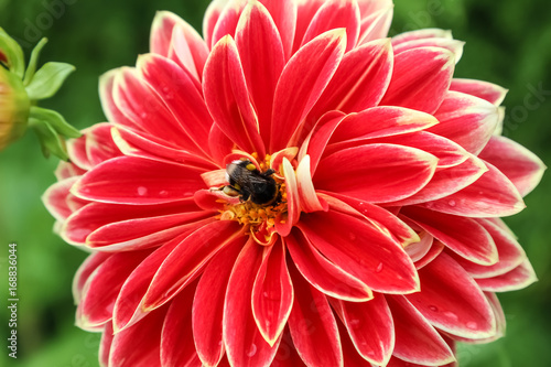 Fototapeta Naklejka Na Ścianę i Meble -  Bee on flower Dahlia (Georgina)