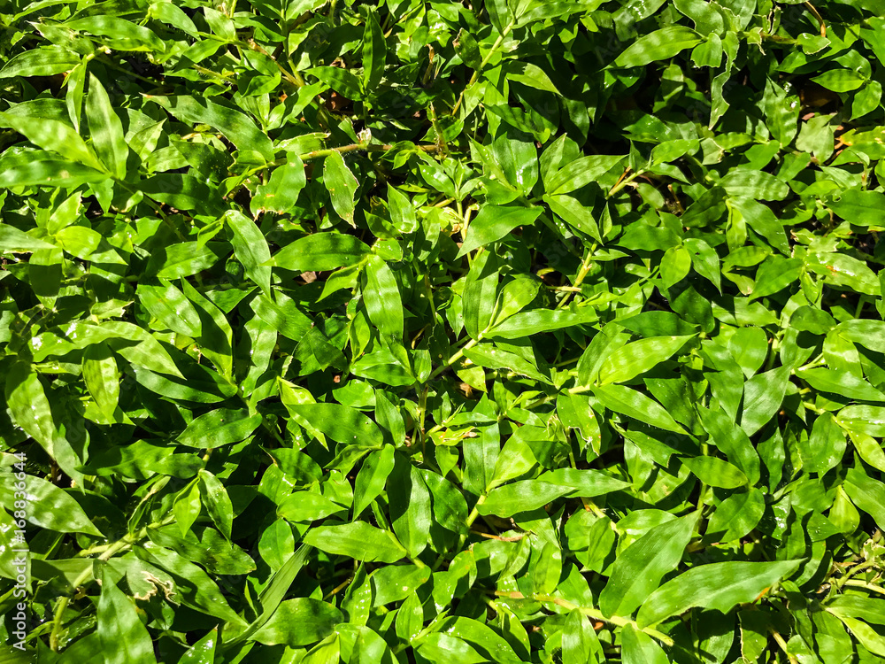 Obraz premium close up of Green grass