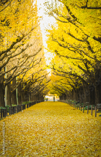 late autumn in japan at ginko avenue tokyo