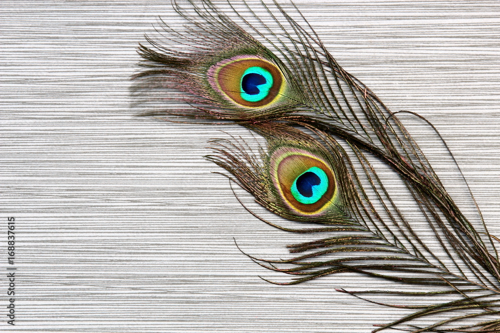 Obraz premium Peacock feathers background on stone