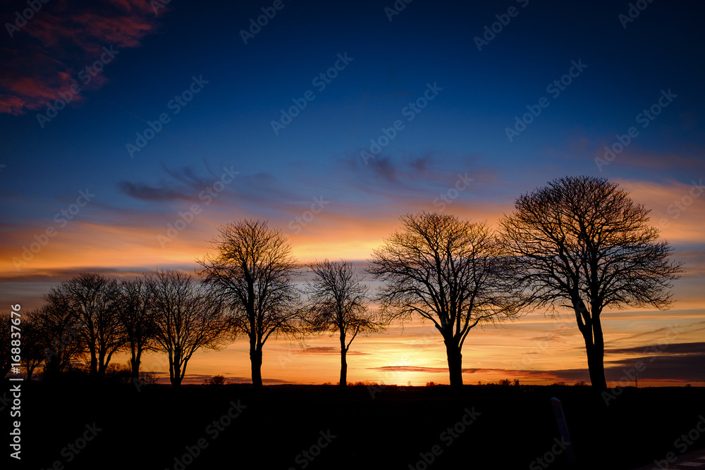 Naklejka premium Trees in Sunset