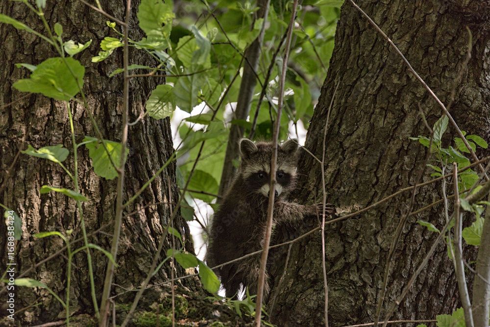 Obraz premium junger waschbaer am baum