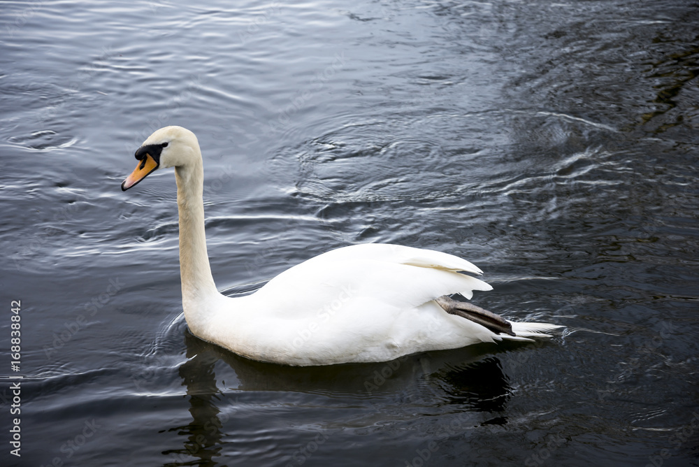 Obraz premium A White Swan in river Don at Seaton park, Aberdeen
