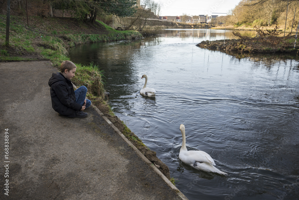 A boy is watching two white swans in river Don at Seaton park, Aberdeen