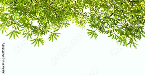 green leaves isolate on white background