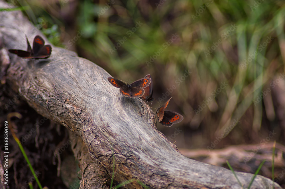Obraz premium Schmetterlinge (Graubindiger Mohrenfalter, Erebia aethiops)