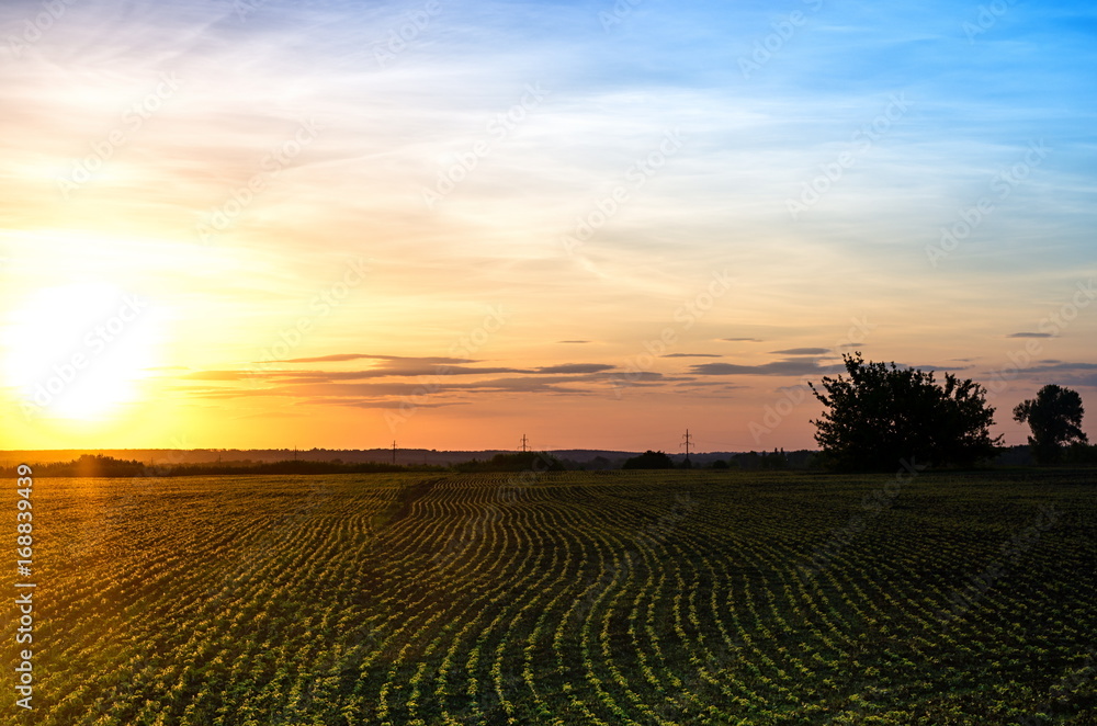 Agricultural field with young plants, against the background of dawn