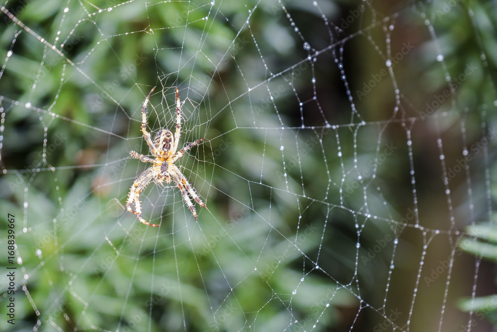 Garden cross spider, Araneus diadematus, waiting in net Garden cross spider, Araneus diadematus, waiting in net