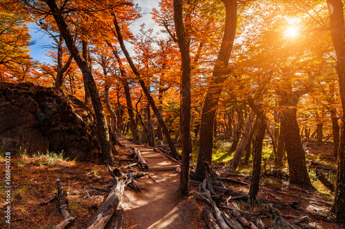 Path in the autumn forest. Patagonia, Argentina
