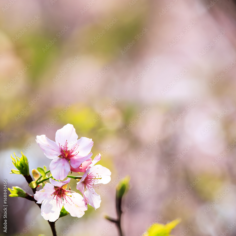 beautiful realistic sakura japan cherry branch with blooming flowers beautiful realistic sakura japan cherry branch with blooming flowers