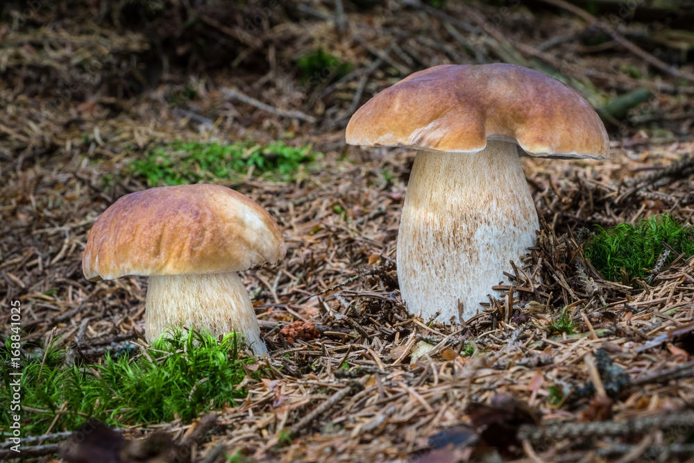 Detail shot of beautiful pair of edible boletus edulis mushroom Detail shot of beautiful pair of edible boletus edulis mushroom