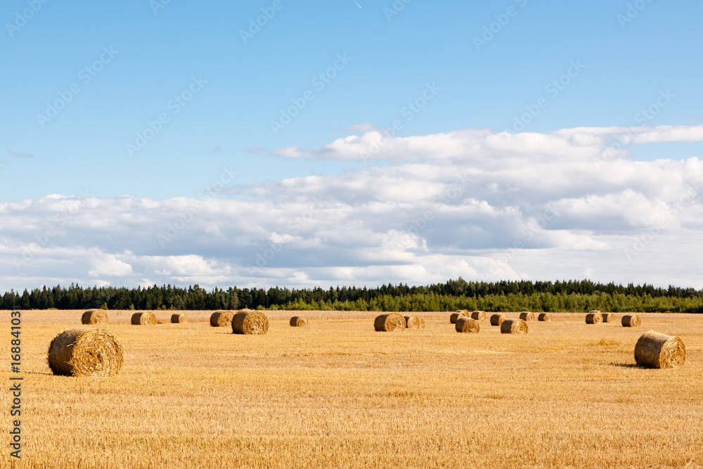 Hay rolls on a meadow landscape on a hot summery day with light  beautiful clouds on a blue sky