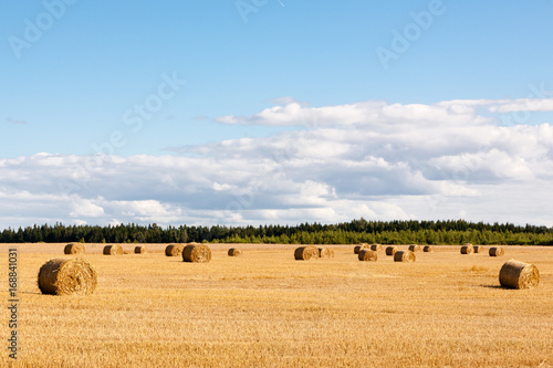 Hay rolls on a meadow landscape on a hot summery day with light beautiful clouds on a blue sky