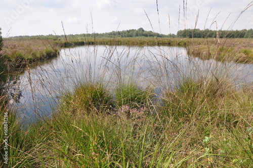 Das Moor im Sommermonat August photo