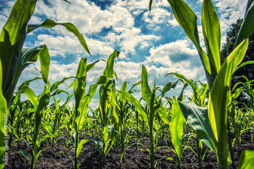 Young green corn plants on farmland - extreme low angle shot - worm's-eye view