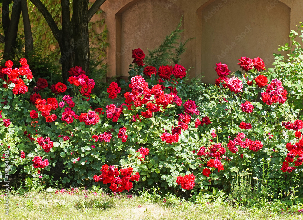 Rose bushes in the garden