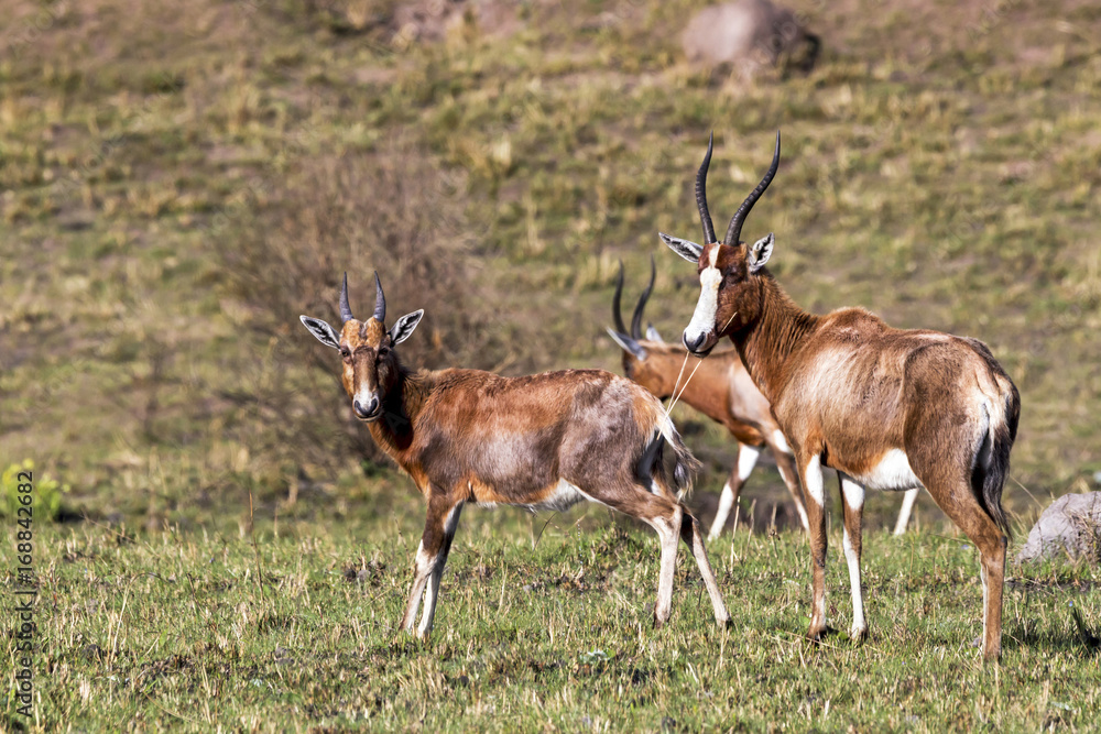 Three Alert Blesbok Standing on Dry Winter Grassland Landscape Three Alert Blesbok Standing on Dry Winter Grassland Landscape